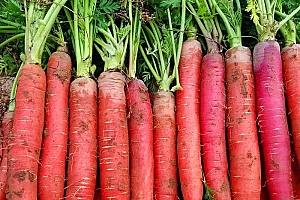 【宠粉补贴】陕西水果红萝卜5-9斤沙地新鲜蔬菜脆甜现挖现发原产地