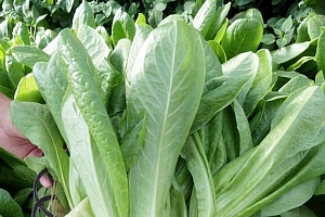 四季蔬菜孔雀菜种子简单快菜沙拉营养甜脆生菜小青菜种子新品种