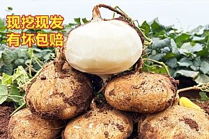【沙土地品种】凉薯地瓜新鲜采摘白瓜土瓜5/9斤山地豆薯沙葛地萝卜
