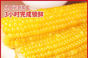 【东北特产】2023新鲜糯玉米甜糥黄玉米真空包装苞米单根220g以上