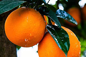 【国香村助农】农家柑橘香甜细腻现摘鲜甜皮薄新鲜大果锦橙尝鲜装