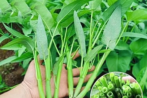 (拍2发3)三叉空心菜种籽通心菜种子四季高产易种阳台盆栽蔬菜种孑