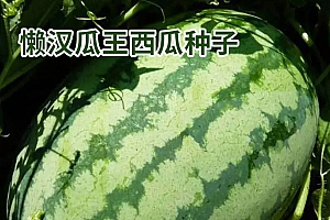 懒汉巨型西瓜小菜园甜王大西瓜种籽无籽西瓜种子四季高产西瓜种子