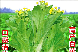 （拍2发3）白菜苔种子四季可种阳台家庭种植脆嫩可口高产收获侧芽
