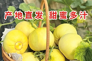 顺丰包邮 头茬小蜜蜂甜瓜香甜脆爽当季新鲜水果香瓜2/3/5斤原产地